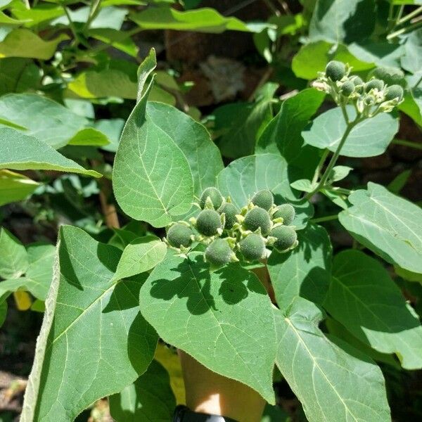 Solanum abutiloides Фрукт