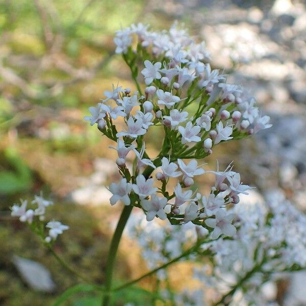 Valeriana tripteris Habitus