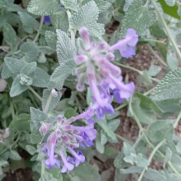 Nepeta racemosa Blomst