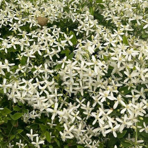 Clematis terniflora പുഷ്പം