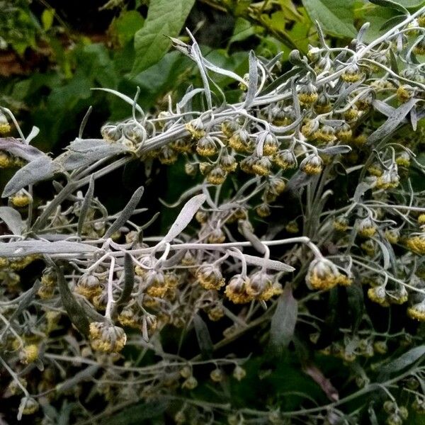 Artemisia absinthium Flower