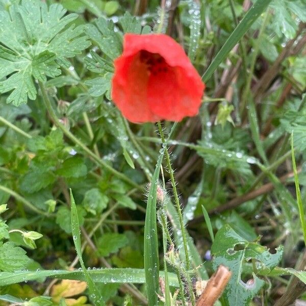 Papaver rhoeas Fiore