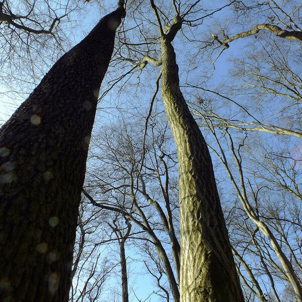 Carpinus betulus Hàbitat