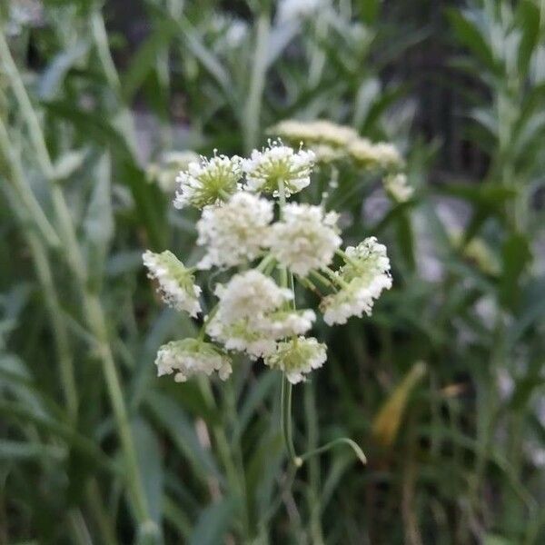 Oenanthe lachenalii Λουλούδι