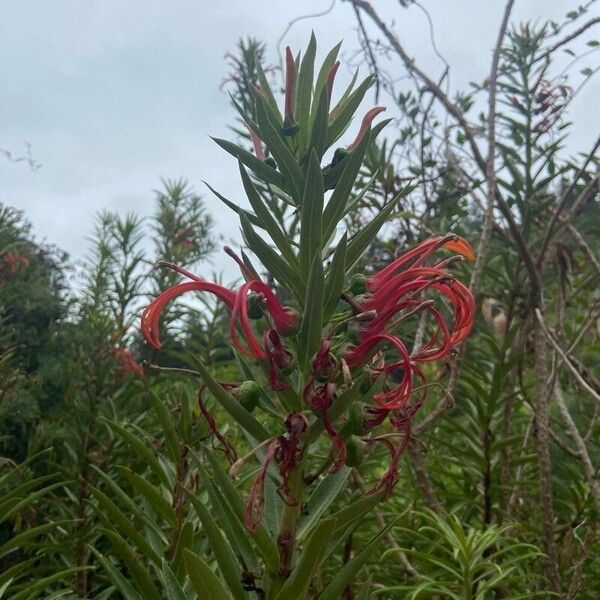 Lobelia tupa Flower