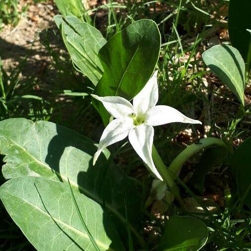 Jaborosa integrifolia Flower