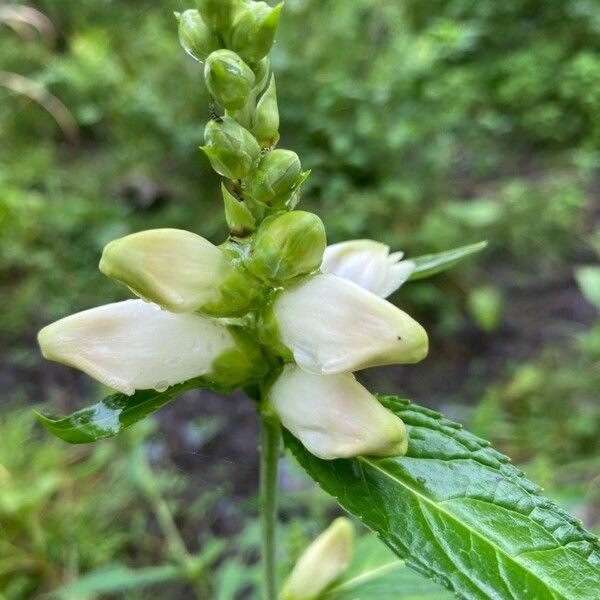 Chelone glabra 花