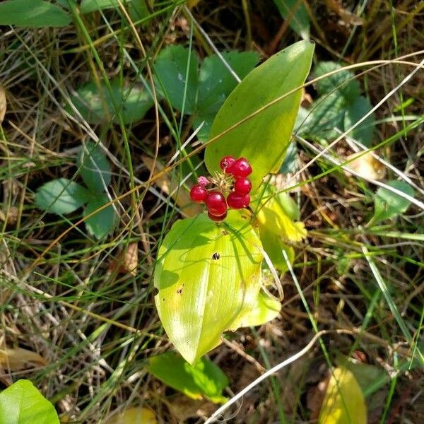 Maianthemum canadense Fruit