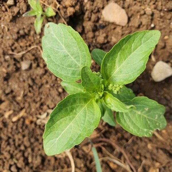 Mercurialis annua Fuelha