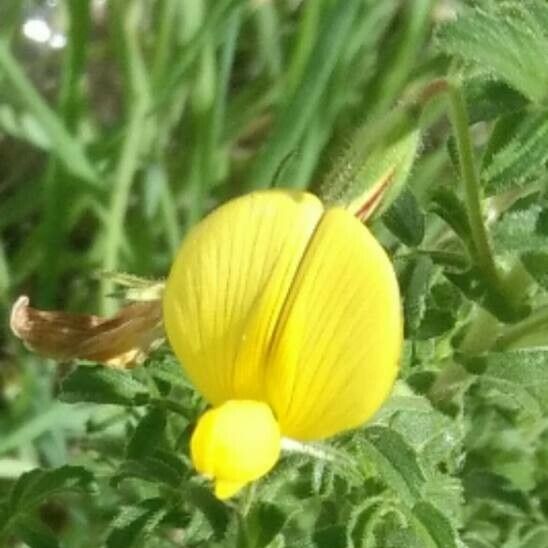 Ononis natrix Flower