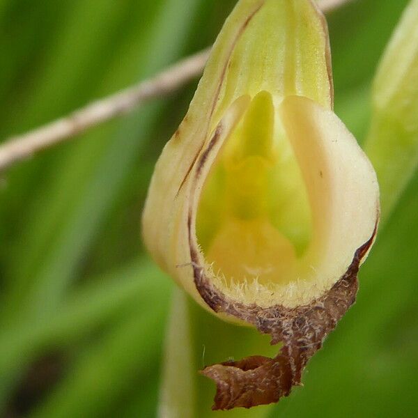 Serapias lingua Blomst