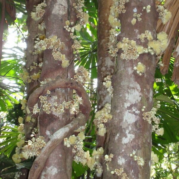 Syzygium cormiflorum Fleur