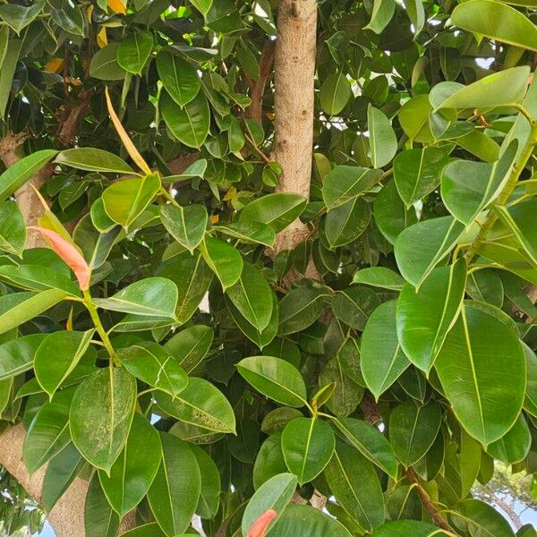 Ficus elastica Fulla