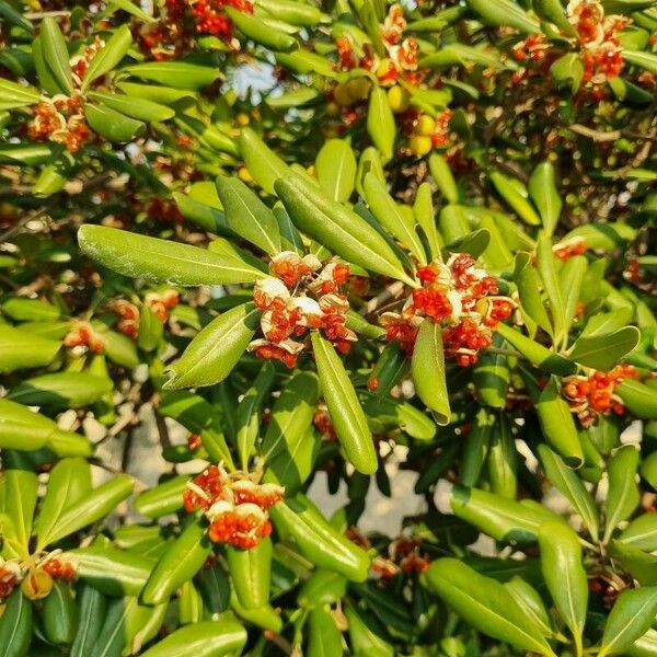 Pittosporum tobira Lorea