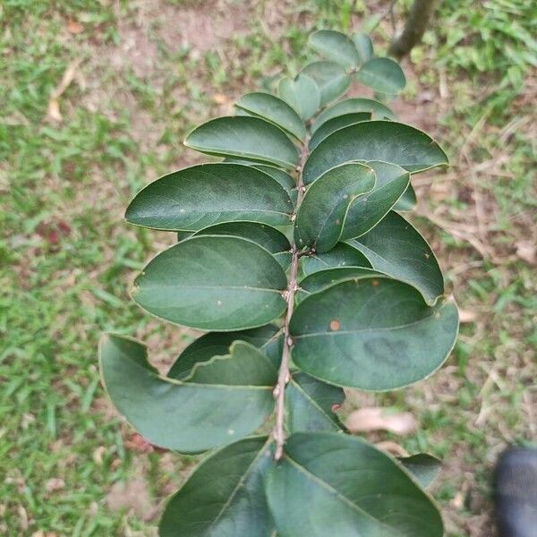 Lagerstroemia indica Hoja