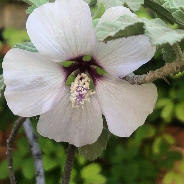 Malva subovata Blüte