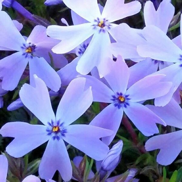 Phlox subulata Çiçek