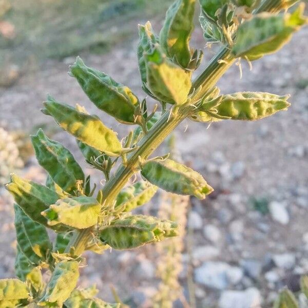 Reseda alba Ffrwyth