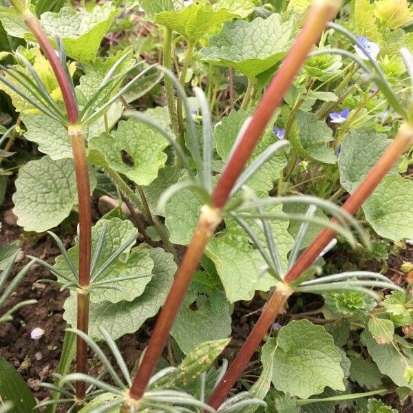 Asperula arvensis Bark