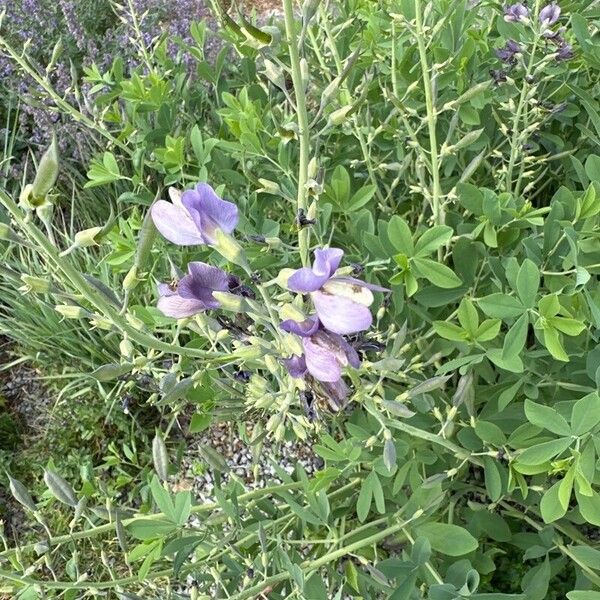 Lupinus mutabilis Flower