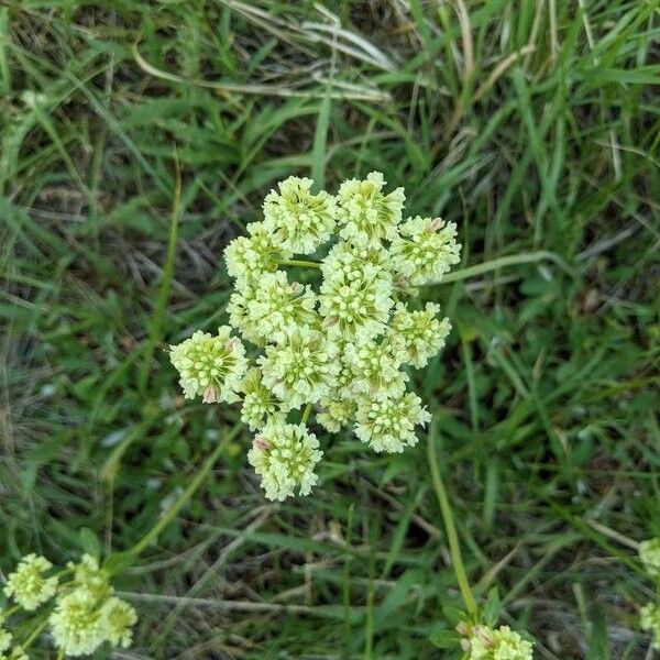 Eriogonum heracleoides Flower