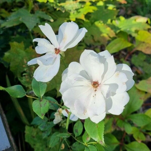 Rosa sempervirens Blomst