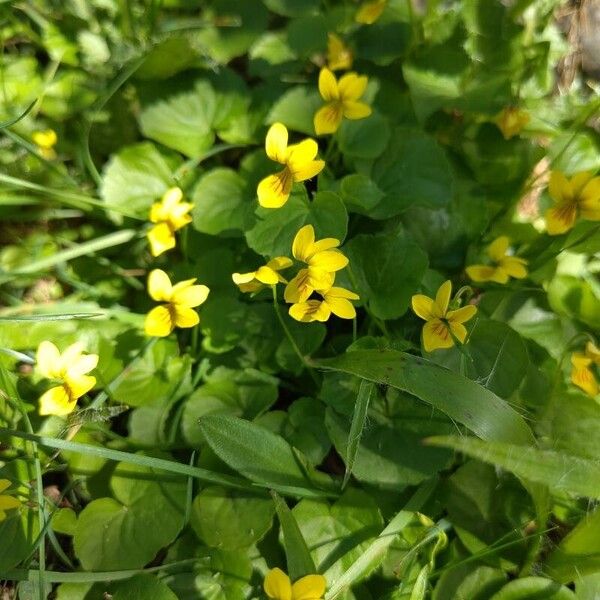 Viola biflora ᱵᱟᱦᱟ