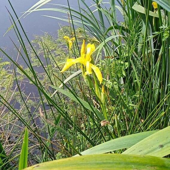 Iris pseudacorus പുഷ്പം