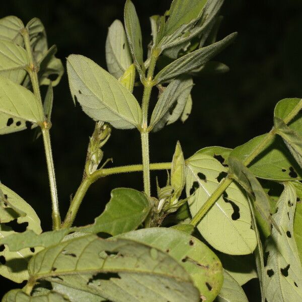 Senna obtusifolia Vrucht