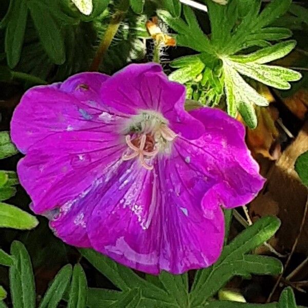 Geranium sanguineum Цвят