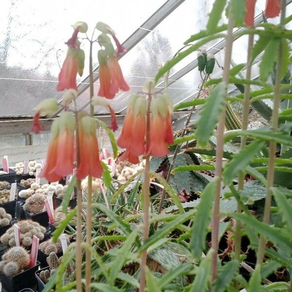 Kalanchoe serrata Flower