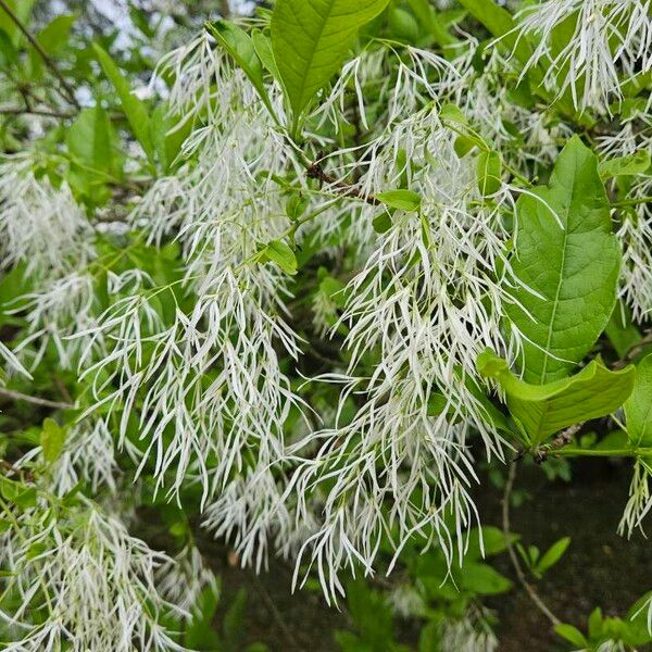 Chionanthus virginicus Kukka