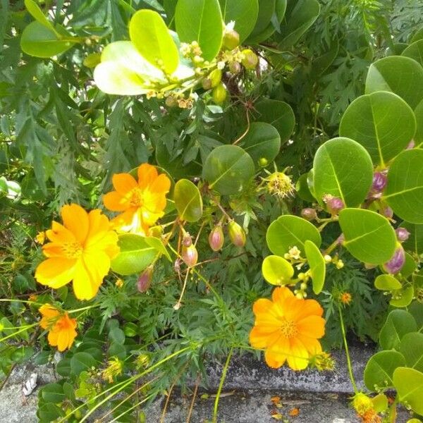 Cosmos sulphureus Fruit