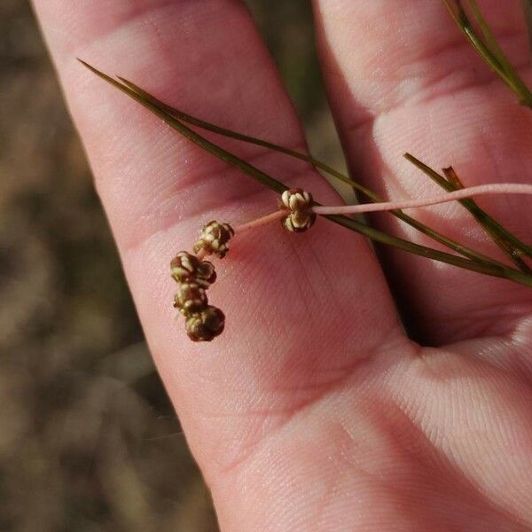 Stuckenia pectinata Flor