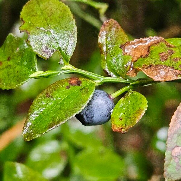 Vaccinium myrtillus Owoc