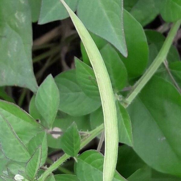 Cleome rutidosperma Plod