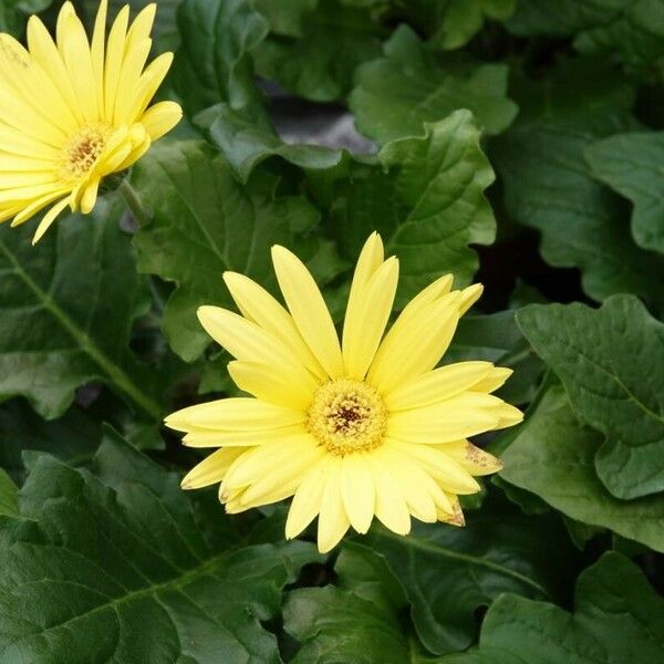 Arctotheca calendula Flower