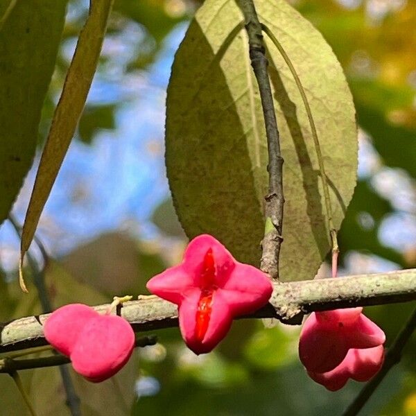 Euonymus atropurpureus Froito