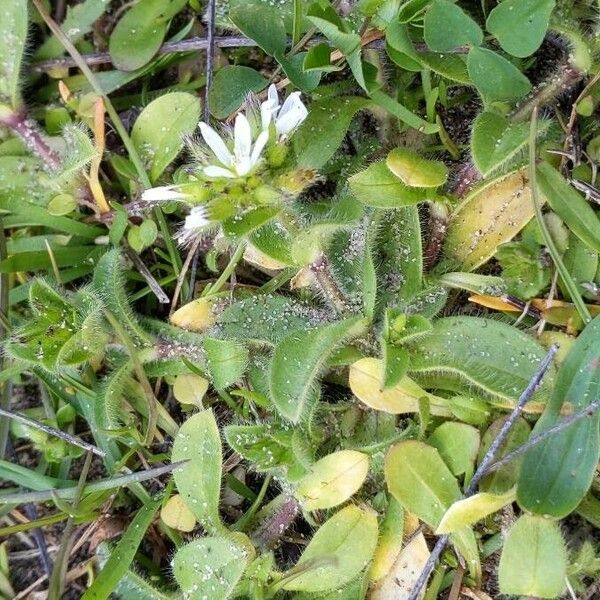 Cerastium glomeratum عادت داشتن