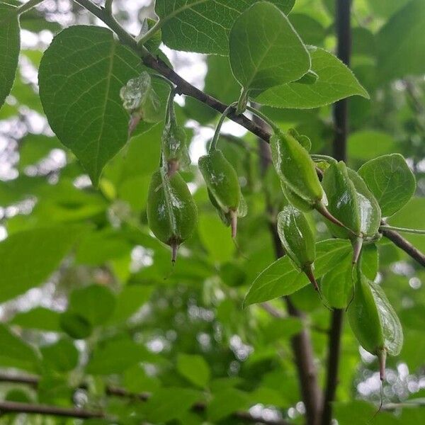 Halesia carolina Frukt