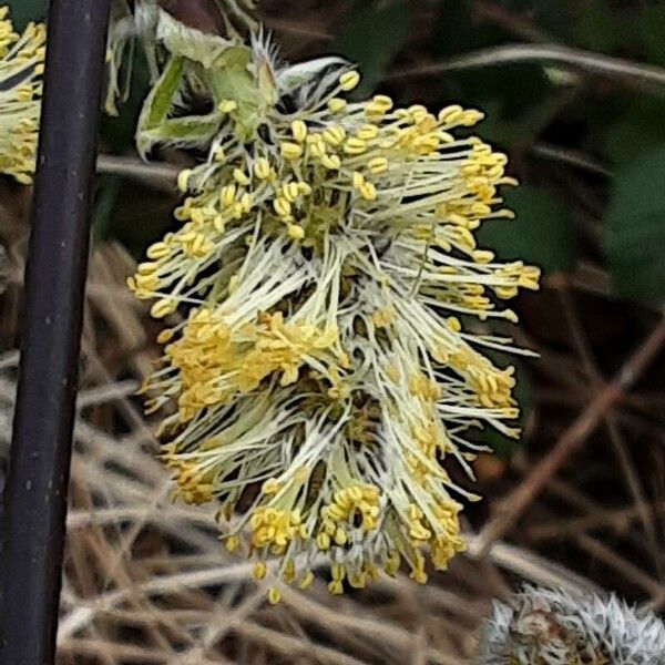 Salix caprea Цветок