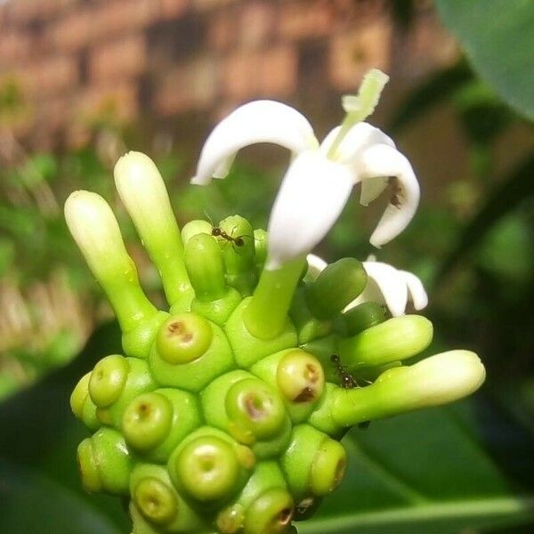 Morinda citrifolia 花