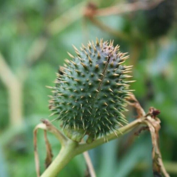 Datura stramonium Fruchs