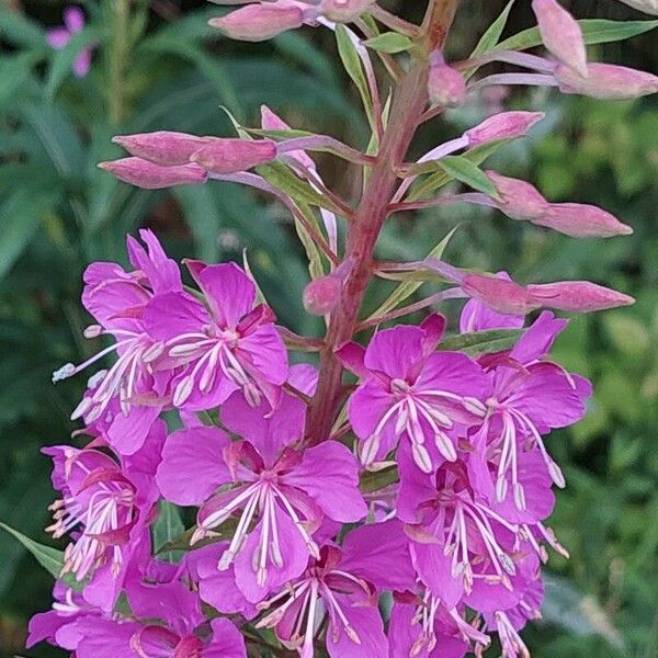 Epilobium angustifolium Кветка