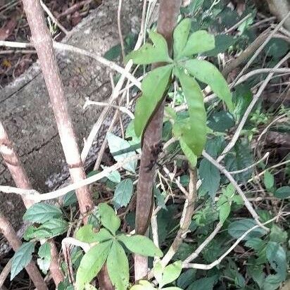 Ipomoea cairica Feuille