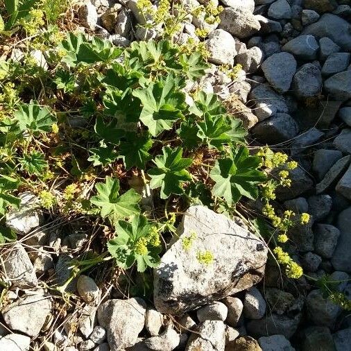 Alchemilla monticola Habit