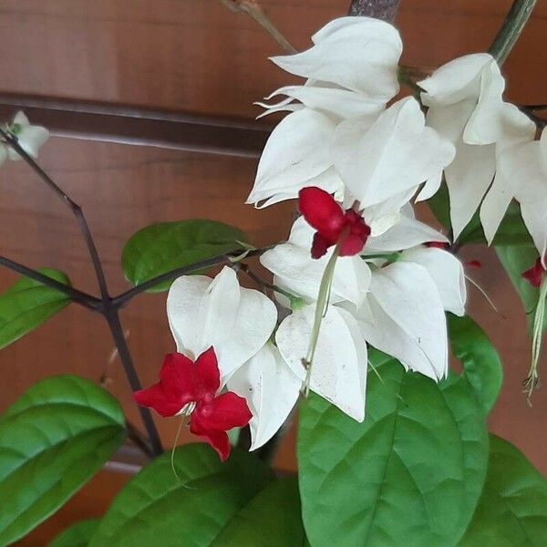 Clerodendrum thomsoniae Квітка