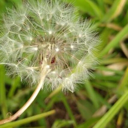 Taraxacum mattmarkense Kwiat