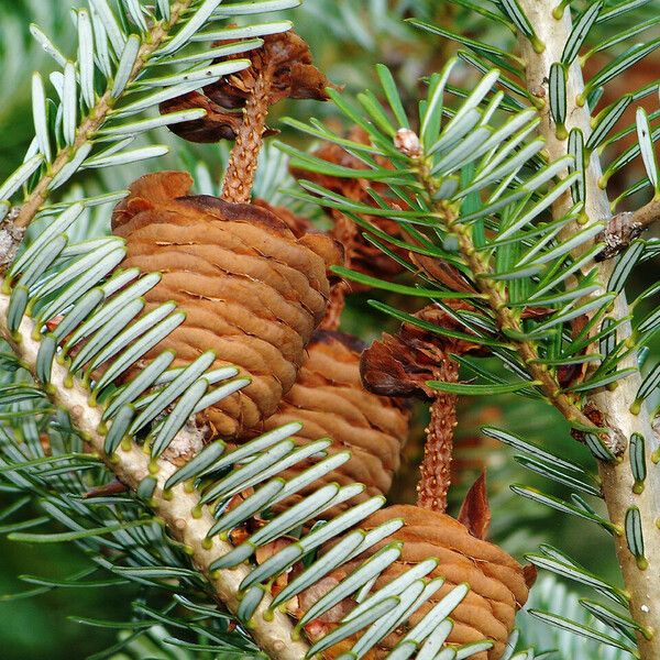 Abies sibirica Fruit