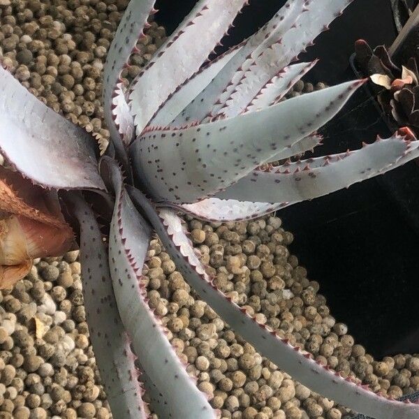 Aloe capitata Leaf